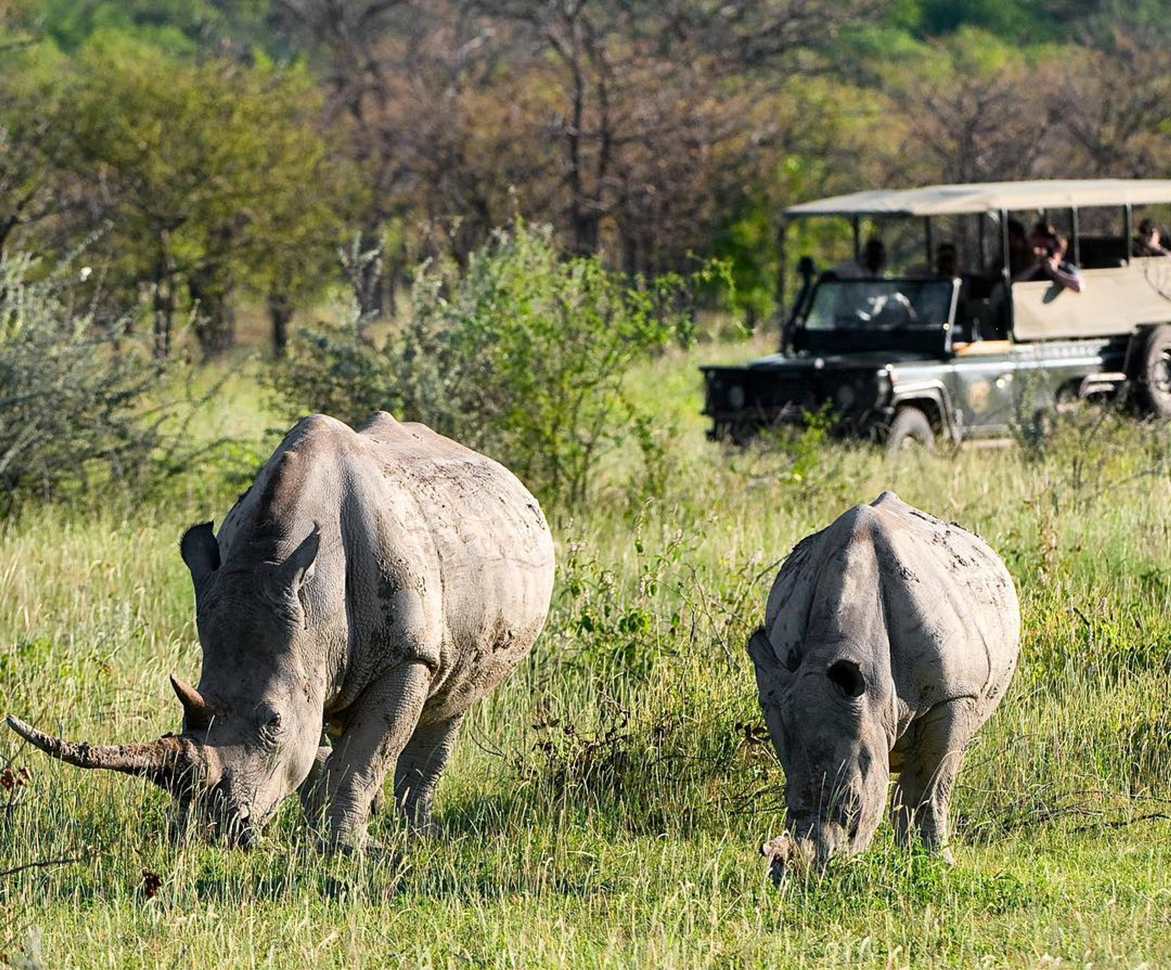 Enjoy a game drive experience