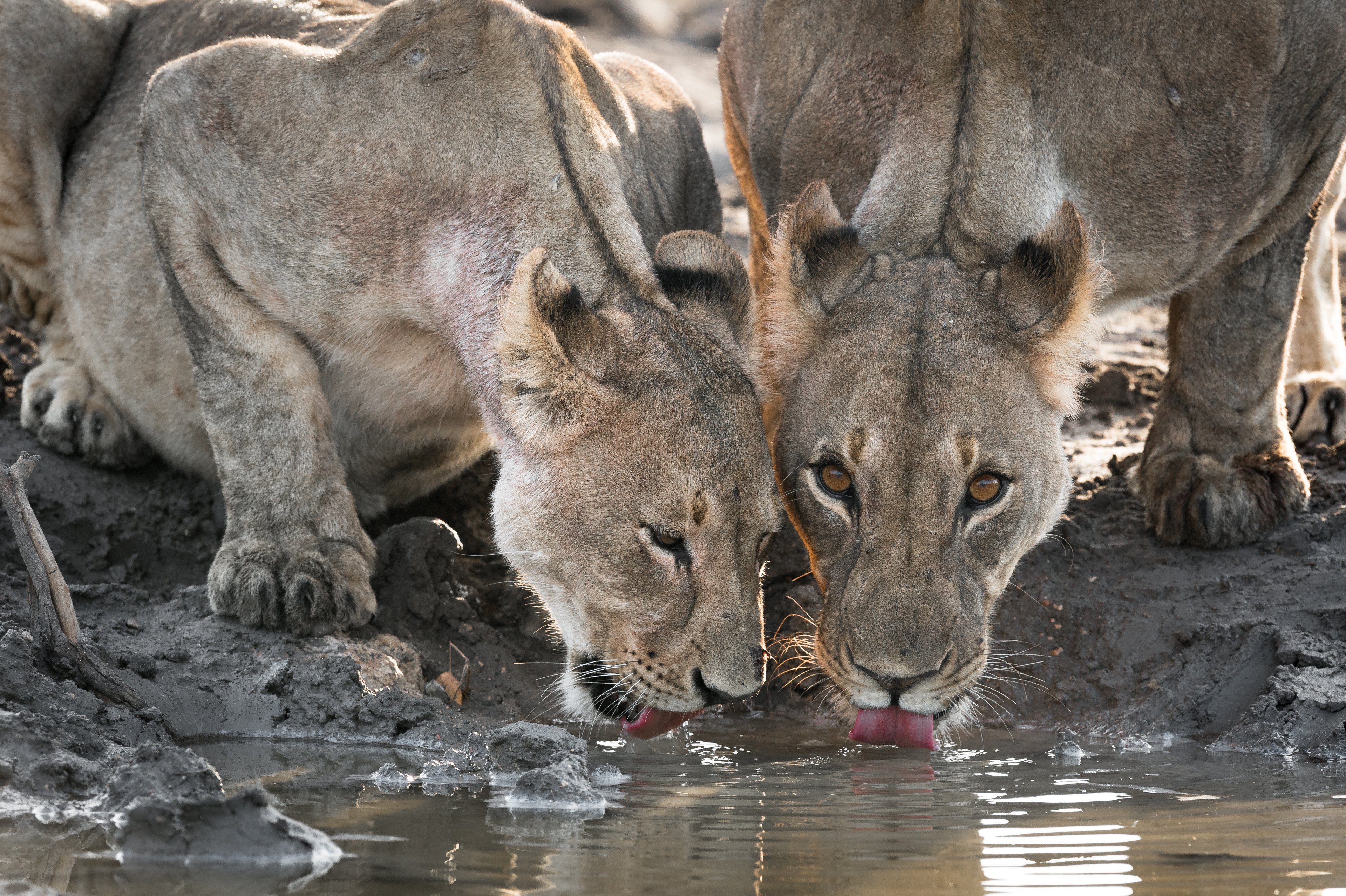 Two lionesses quench their thirst at the waterhole