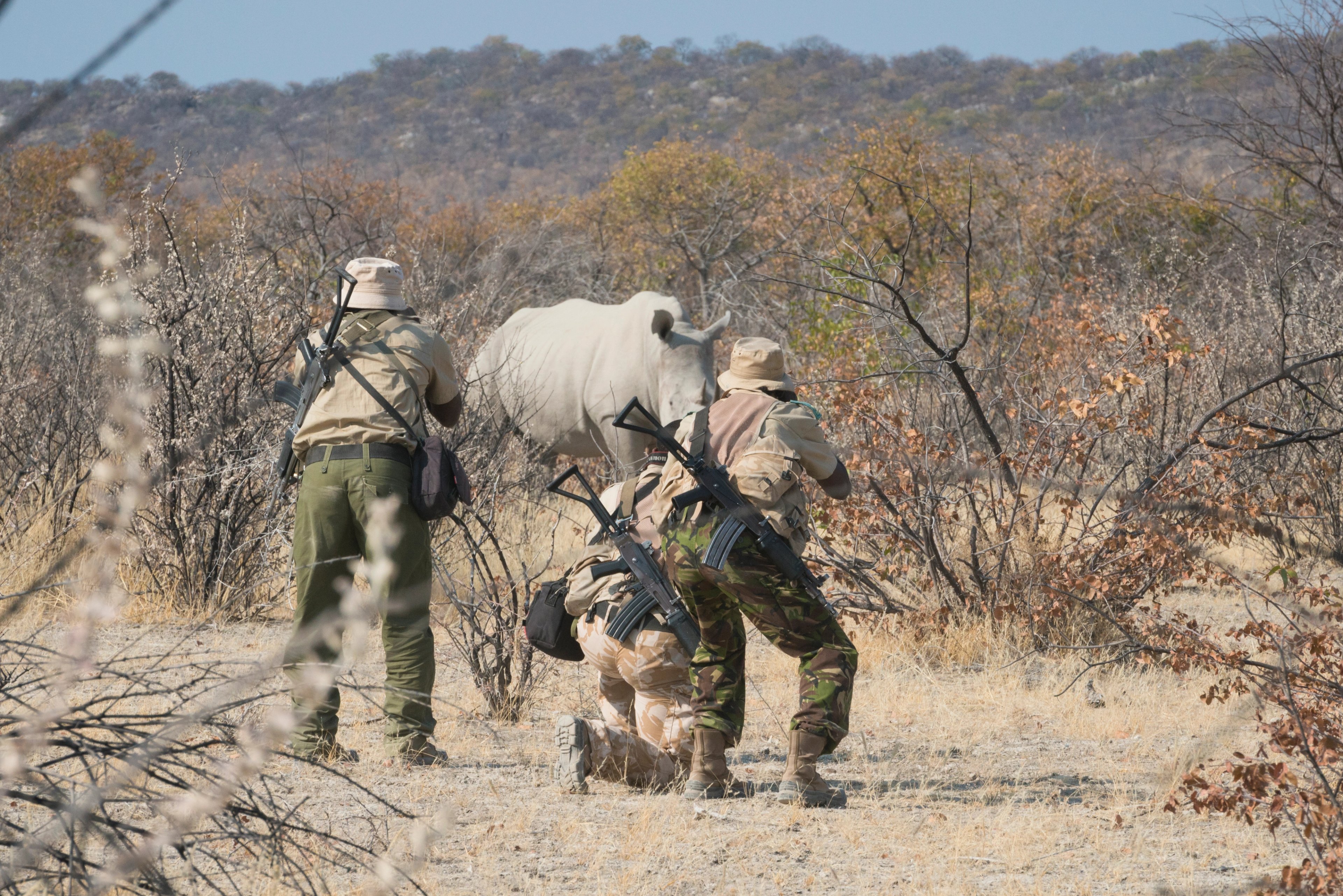 The brave anti-poaching team plays a critical role in the survival of rhinos, working tirelessly to protect them from the ever-present threat of poaching.