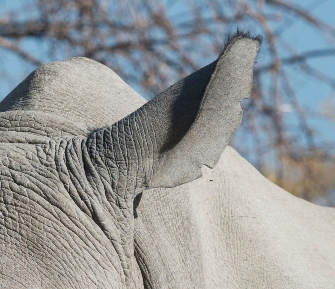 Ongava’s Rhinos: The Heartbeat of the Reserve 