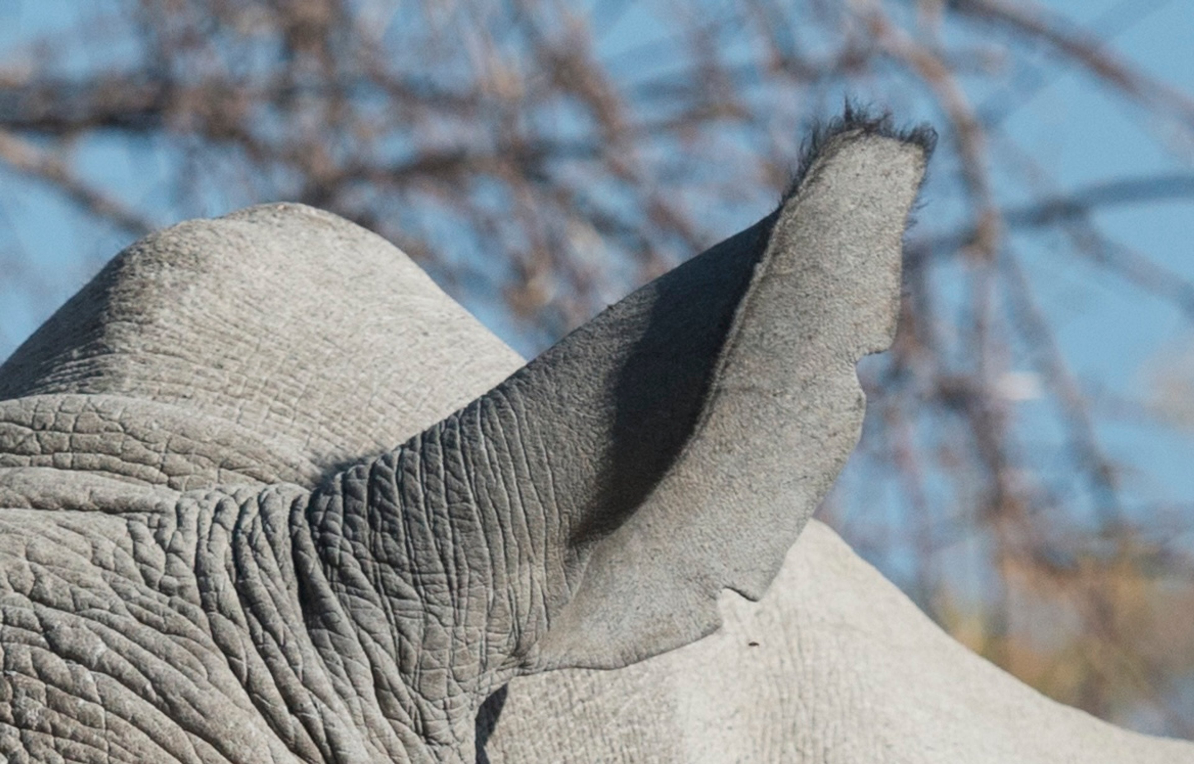 Ongava’s Rhinos: The Heartbeat of the Reserve