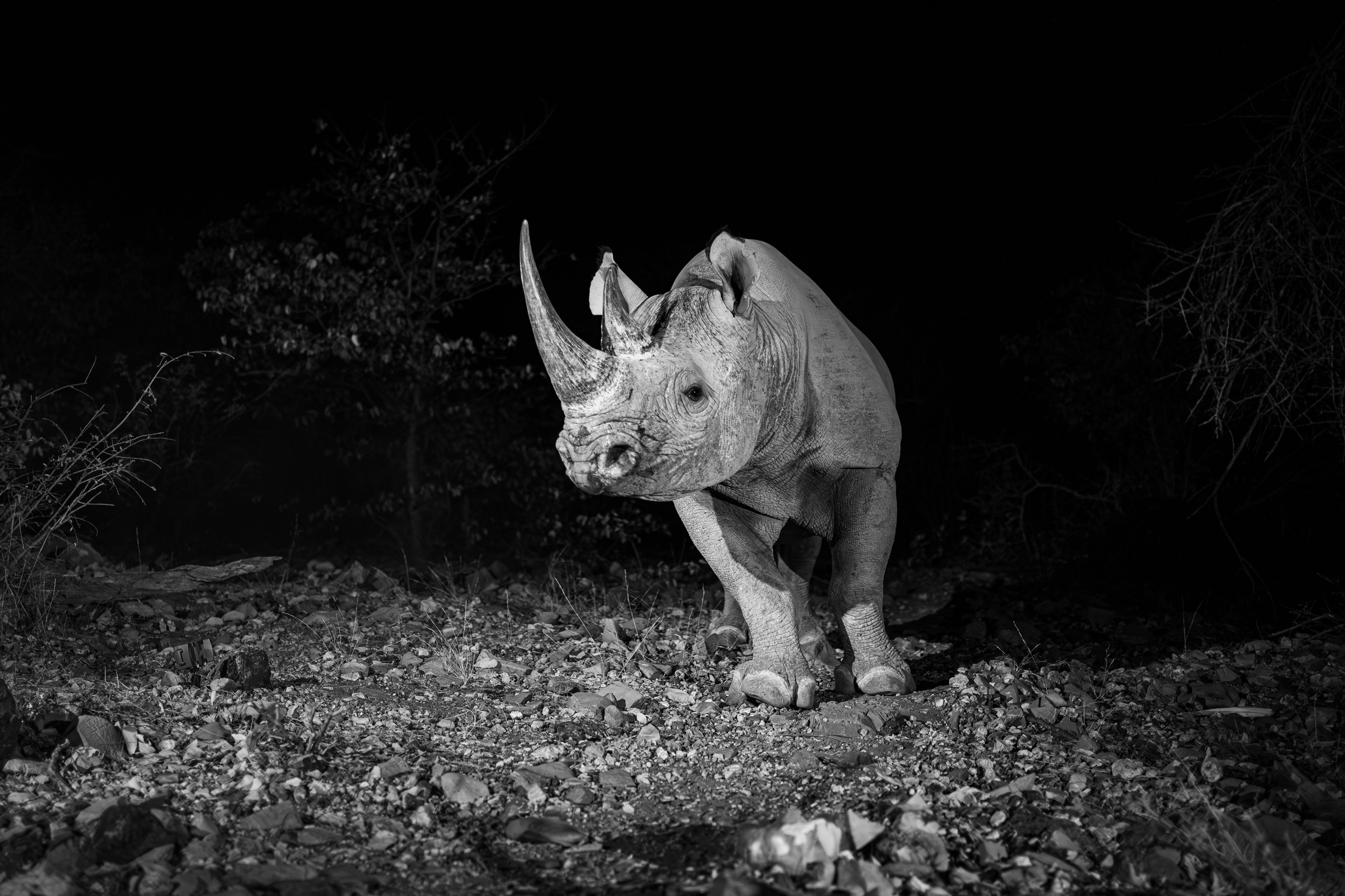 The majestic black rhino symbolising Ongava’s conservation success