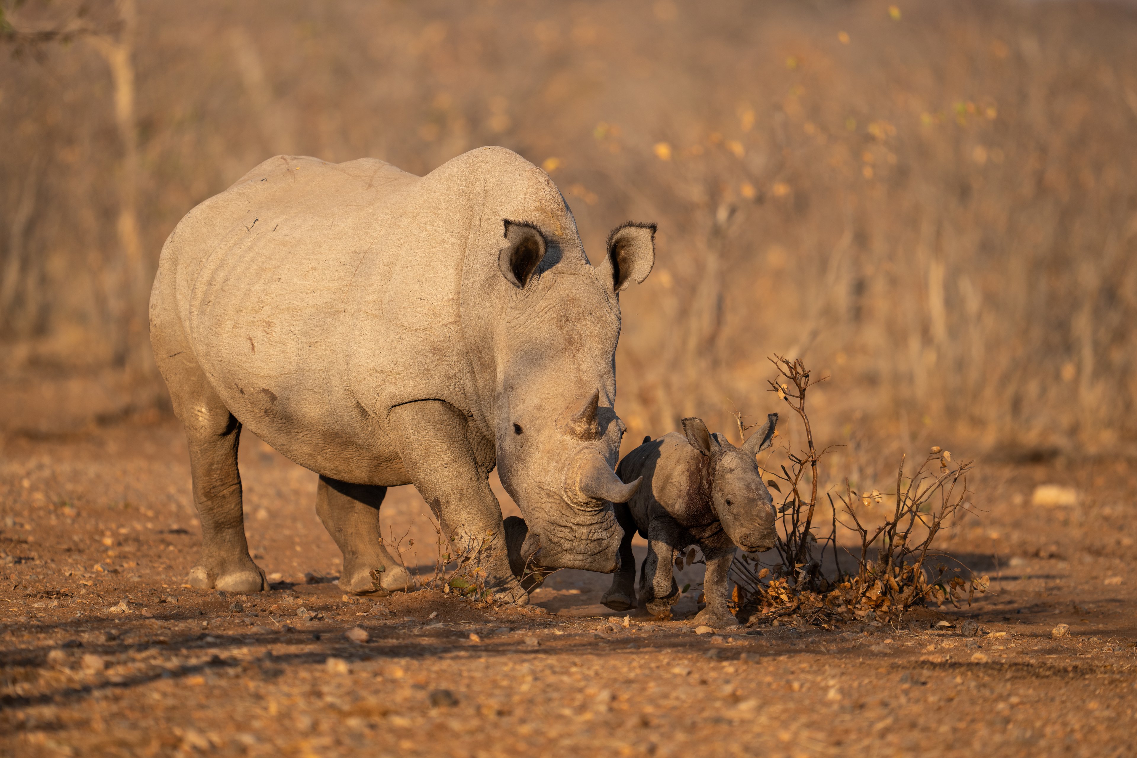 Celebrating World Rhino Day at Ongava: A Day of Connection and Conservation