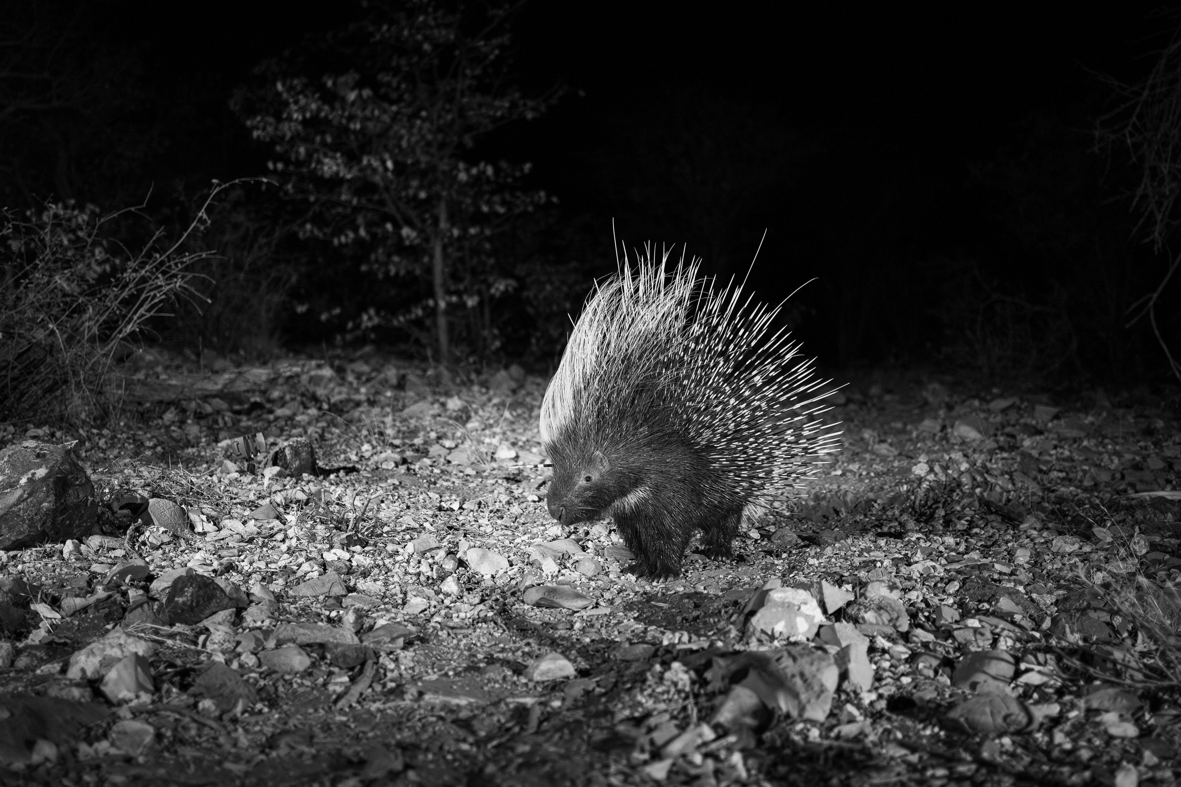 A curious porcupine bristling with quills as it shuffled past the lens