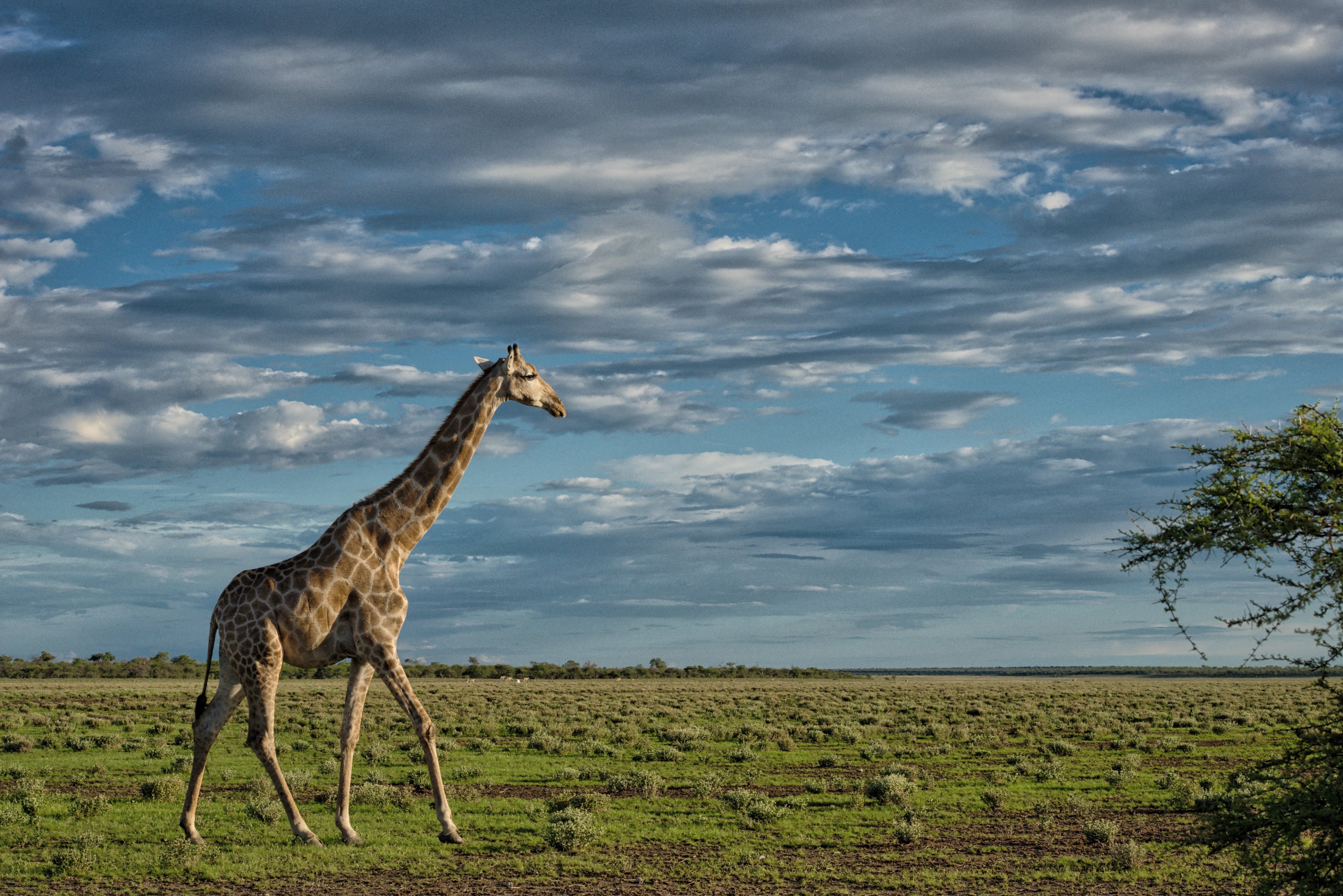 The Science Behind Your Safari