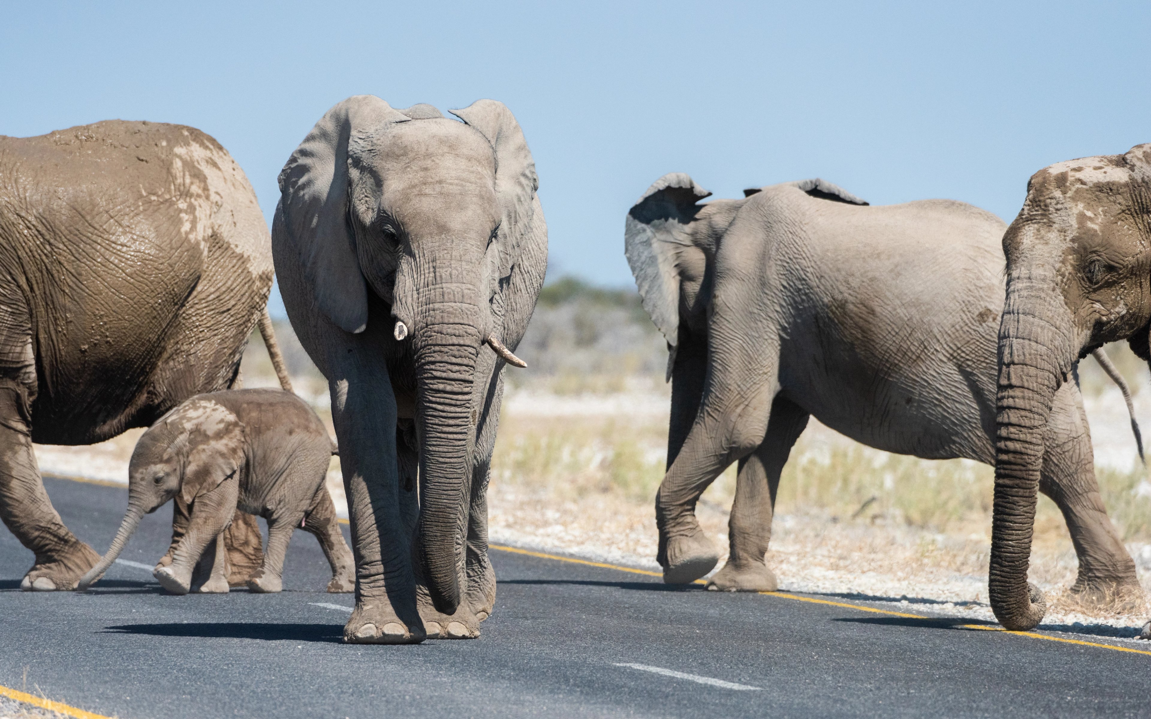 A herd of elephants crossing the road