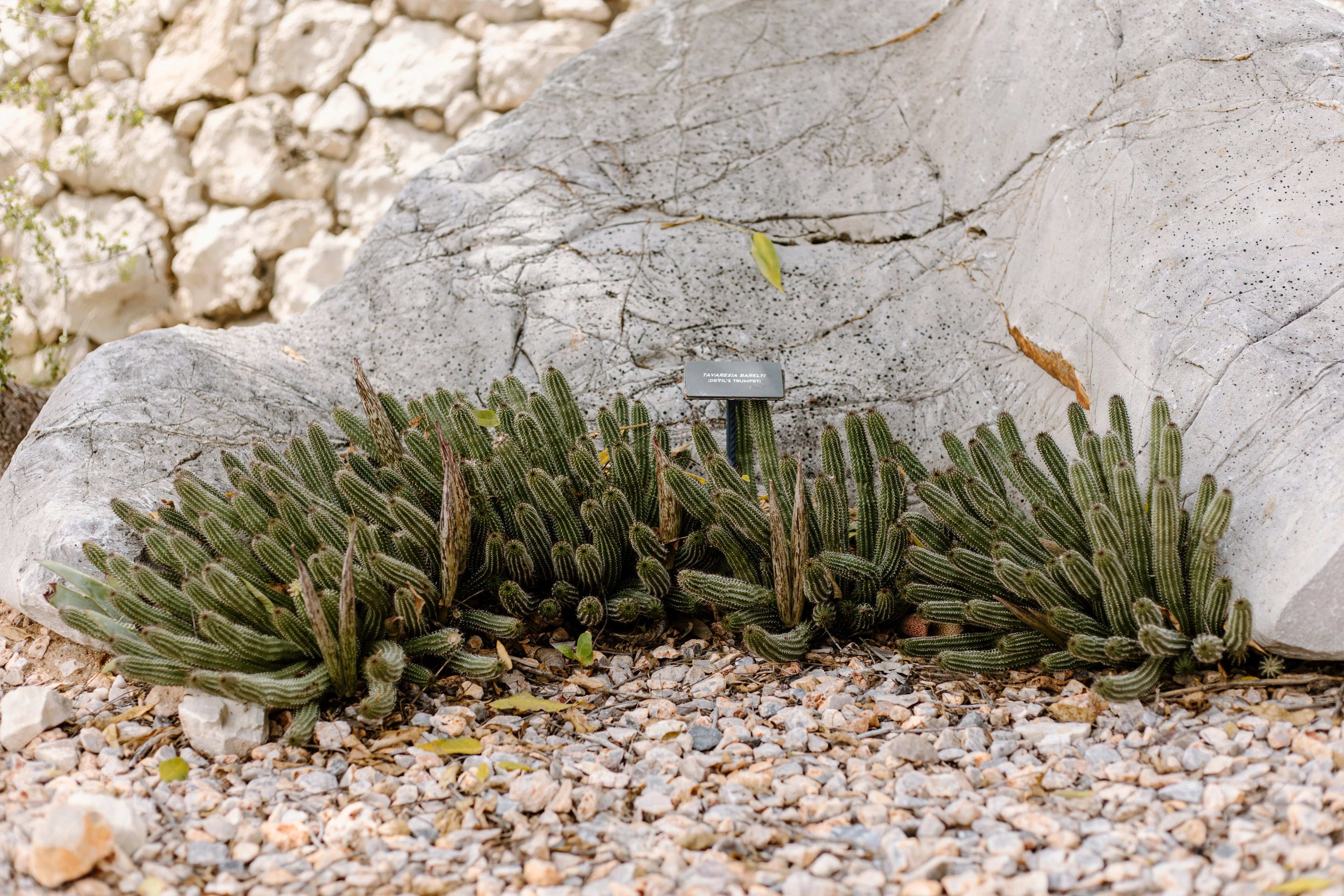 Devil's Trumpet (Taverna barkly)