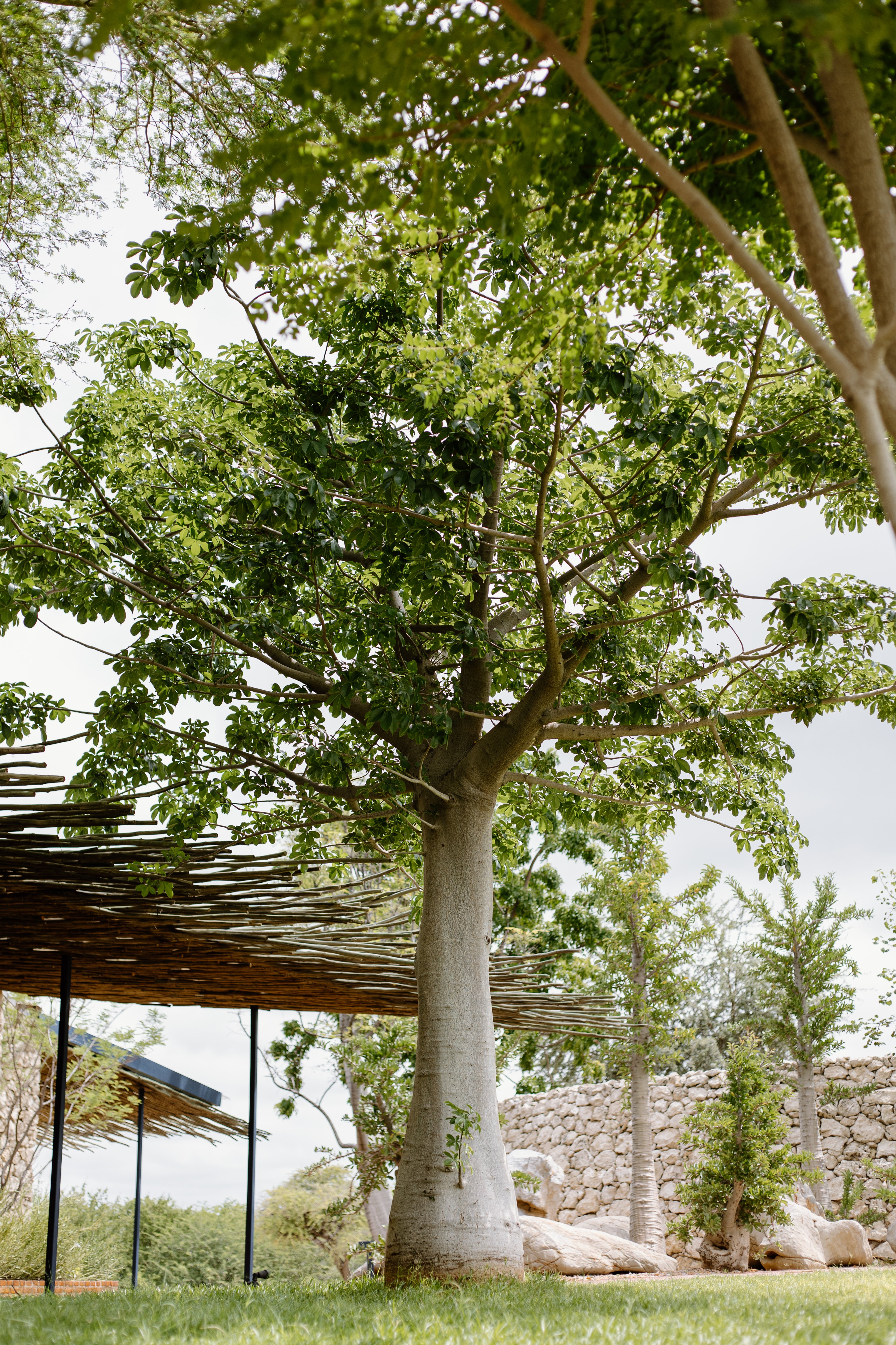 Baobab Adansonia digitata