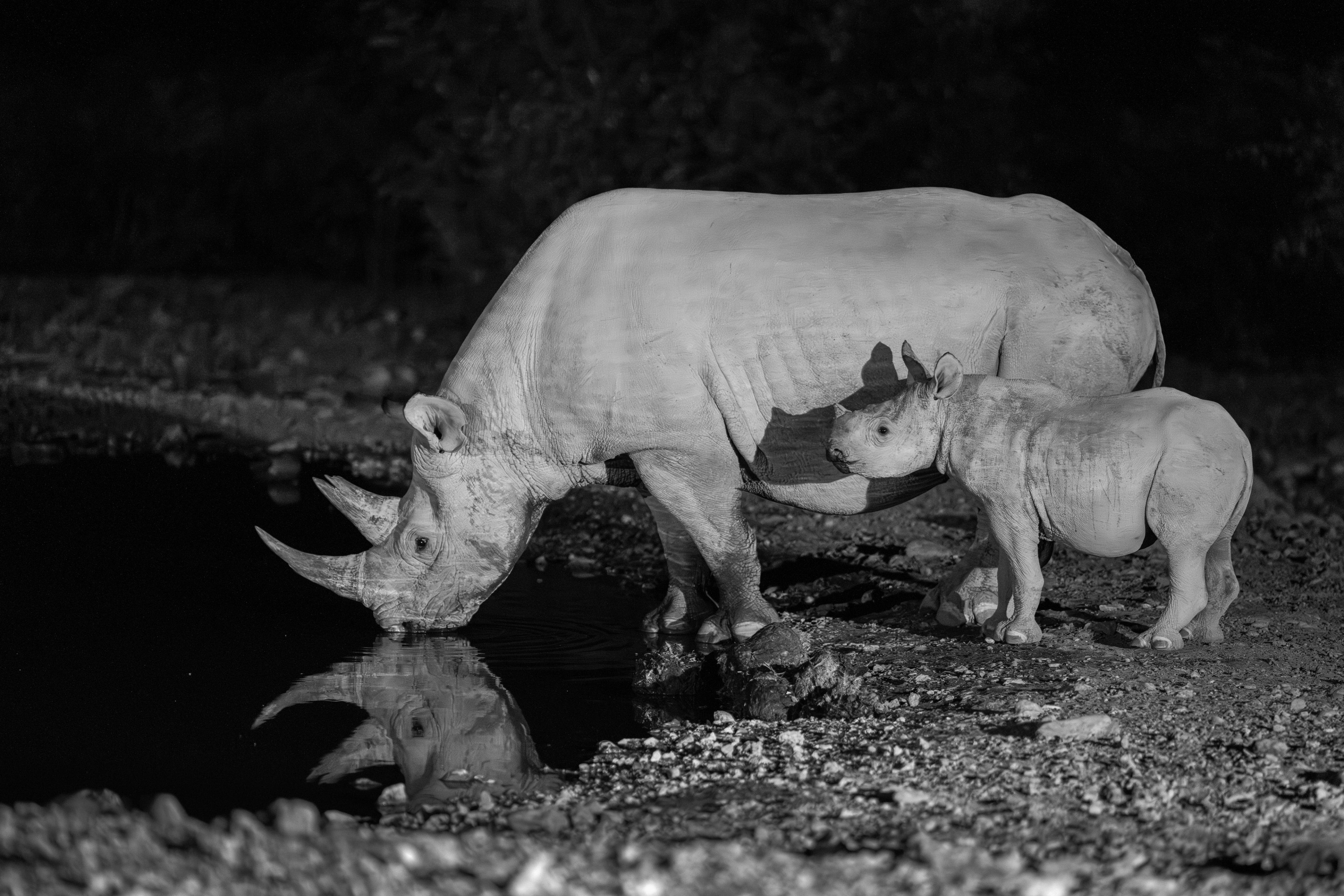 Under the cover of night, a mother rhino and her calf share a quiet moment by the water — a rare and tender glimpse into the wild.