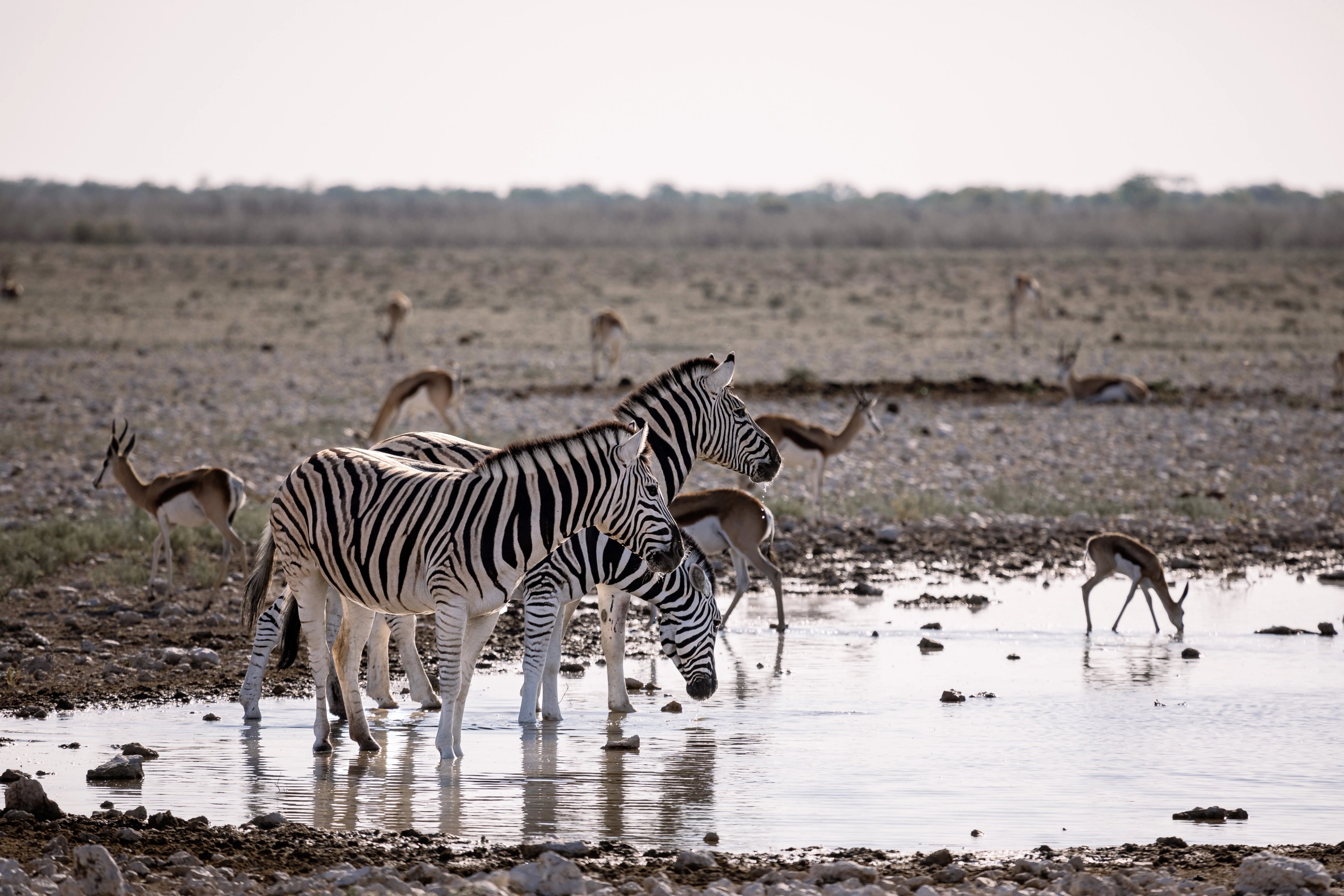 Zebras follow familiar paths to a vital source of life, reflecting the delicate balance that sustains the reserve.