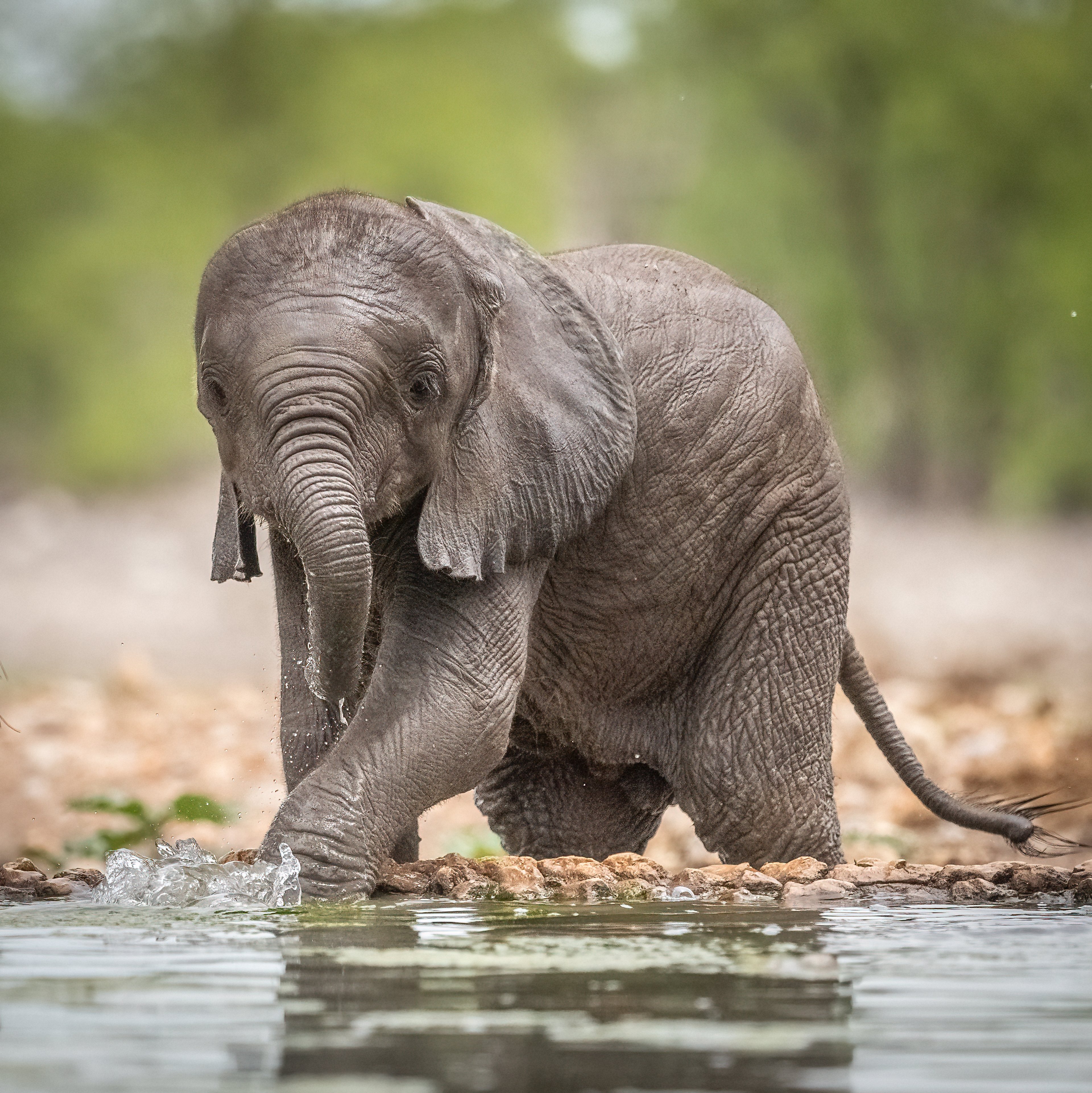 A baby elephant playing in the water.