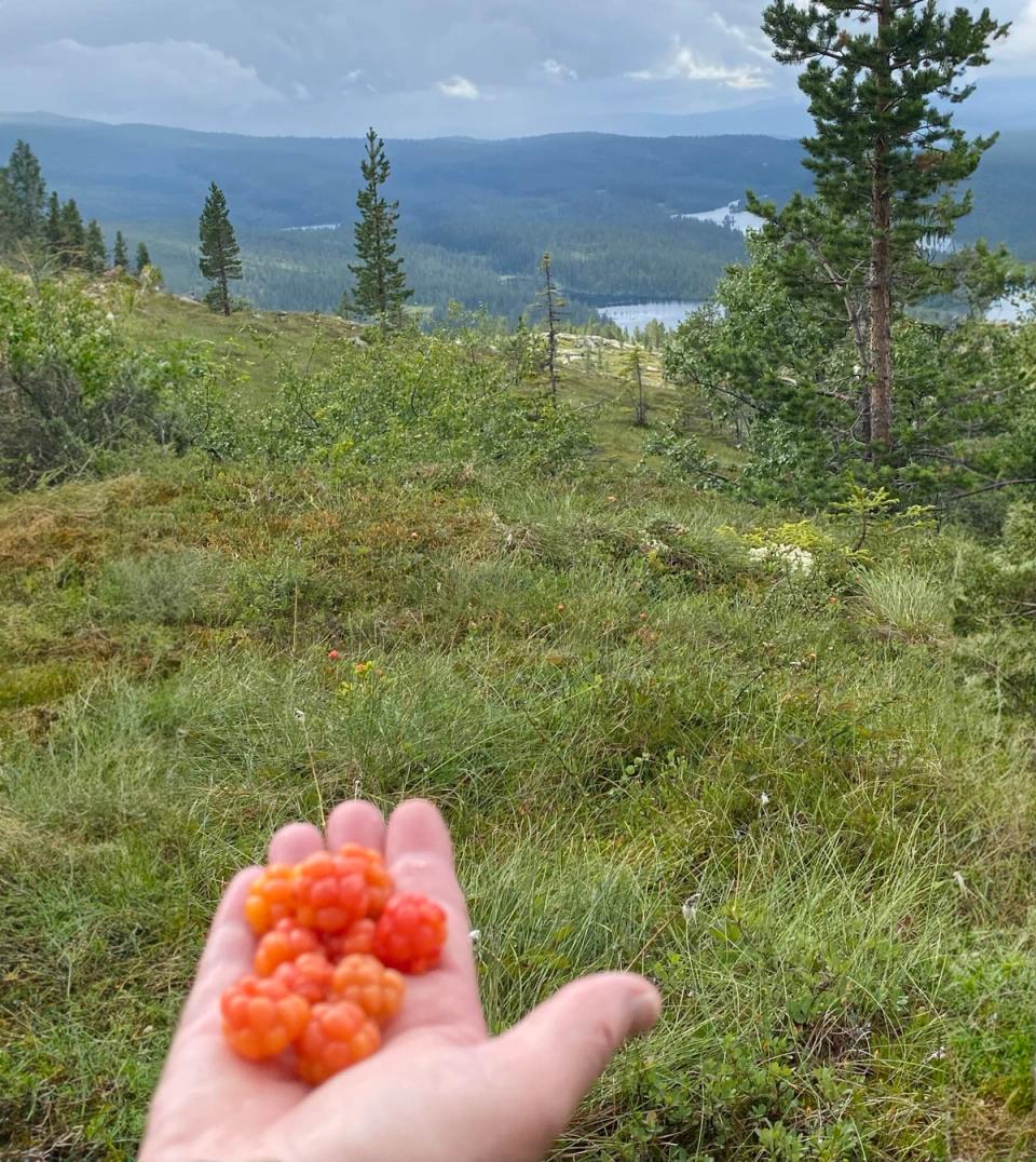 Søtelifjell Hyttegrend, bilde 3