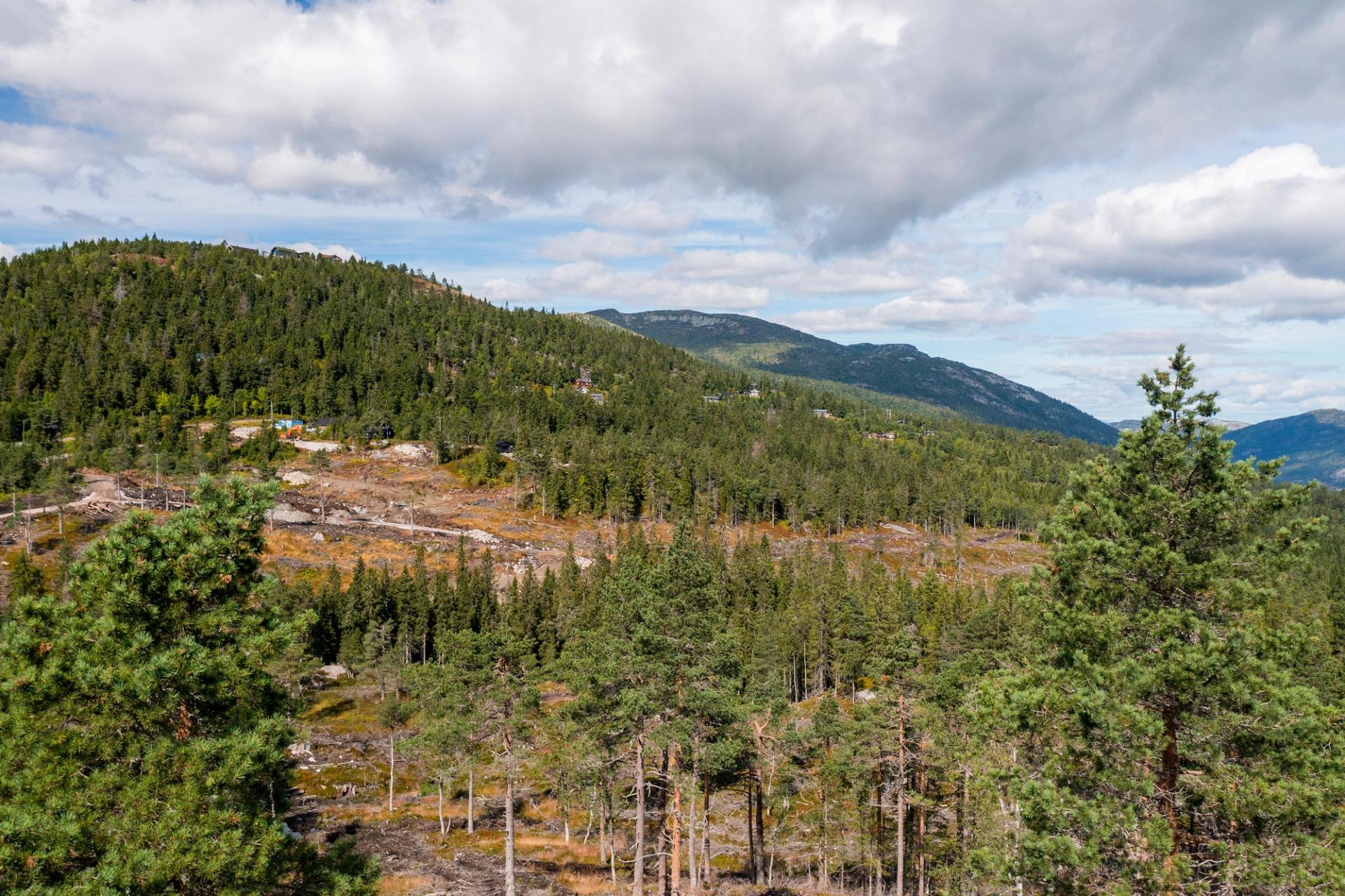 Lifjell Hyttegrend, bilde 1