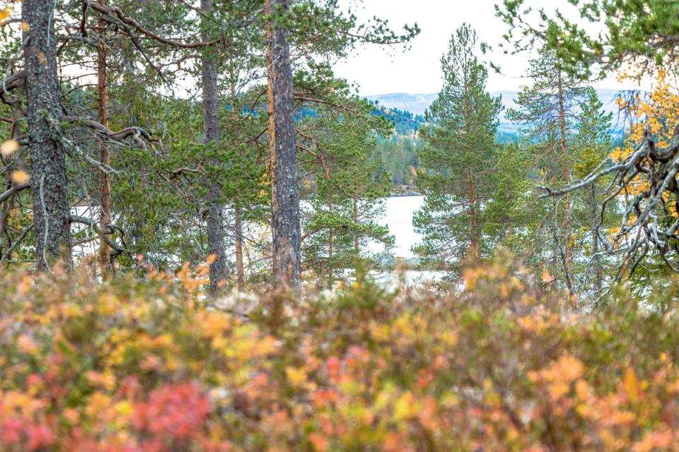 Søtelifjell Hyttegrend, bilde 4