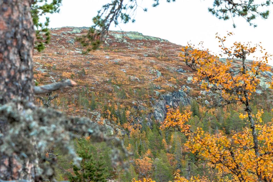 Søtelifjell Hyttegrend, bilde 5