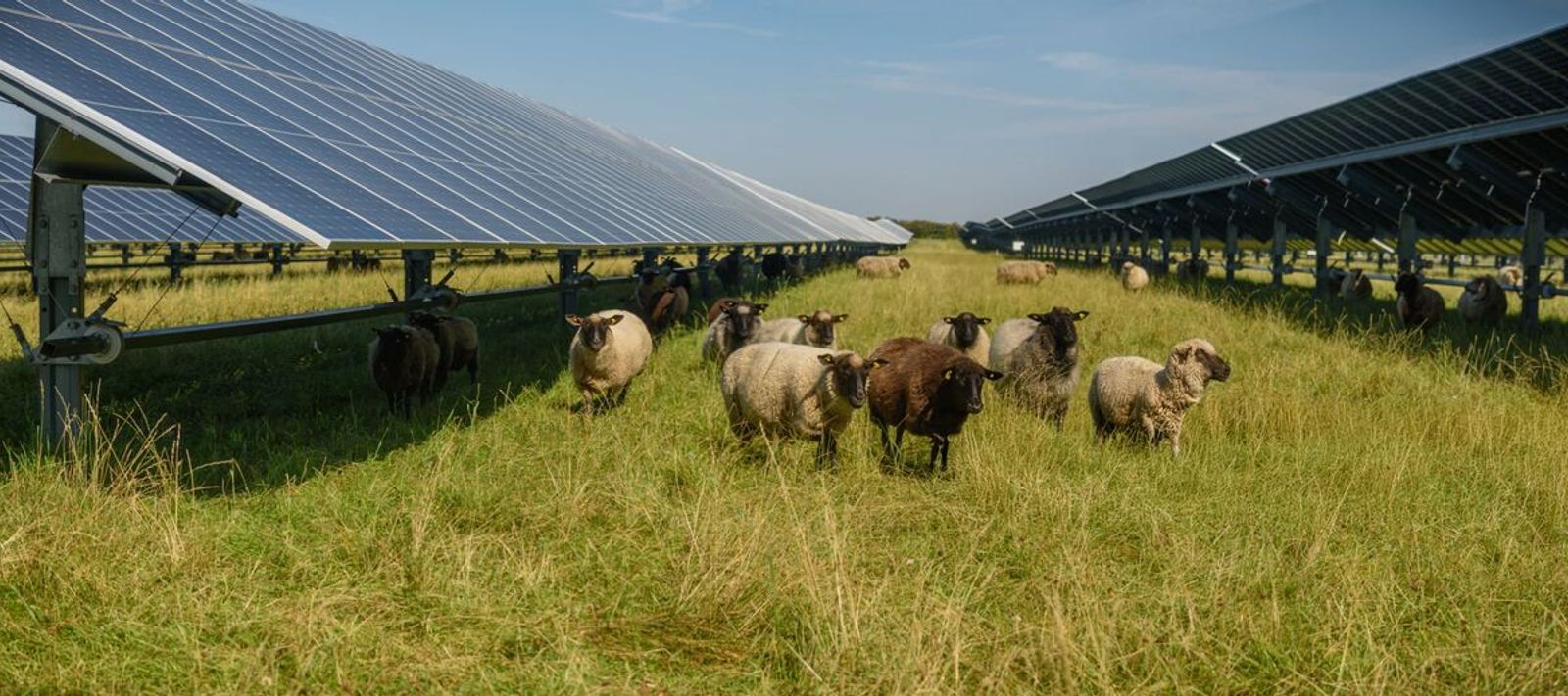 Agrivoltaic system combining solar energy generation with agricultural crop production