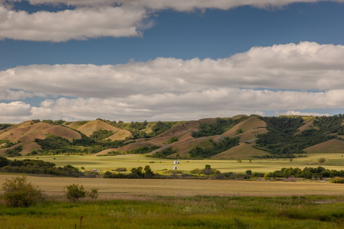 Exceptional Prairie Sunshine