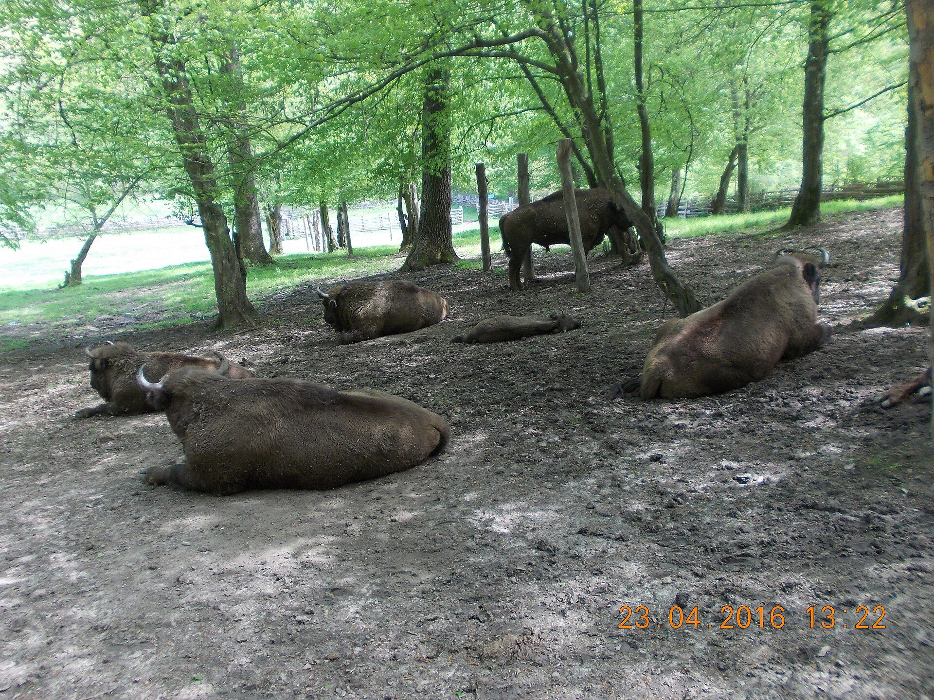 Bison in the shade at the reserve near Hațeg