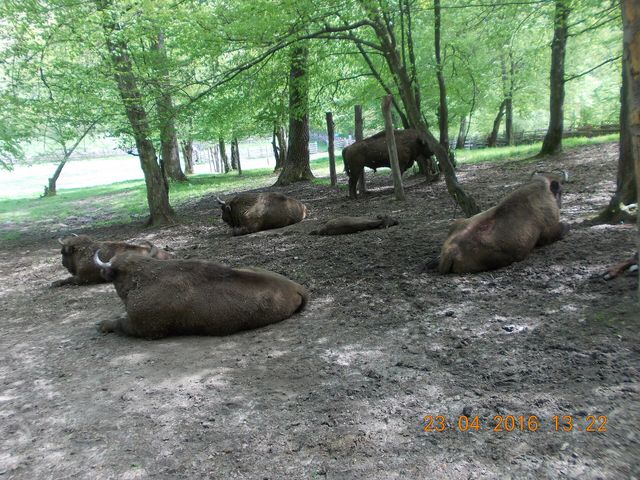 Bison in the shade at the reserve near Hațeg