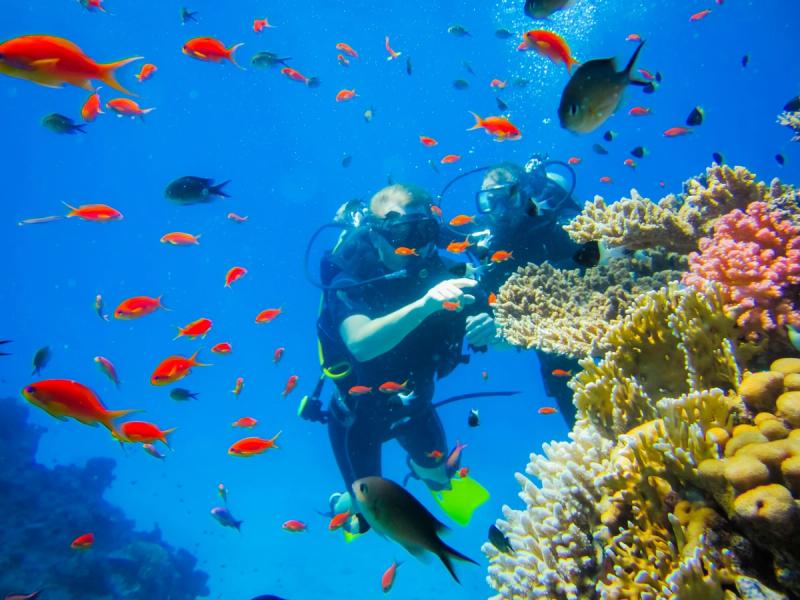 Divers exploring colorful coral reef and tropical fish in Ras Muhammad National Park, Egypt.
