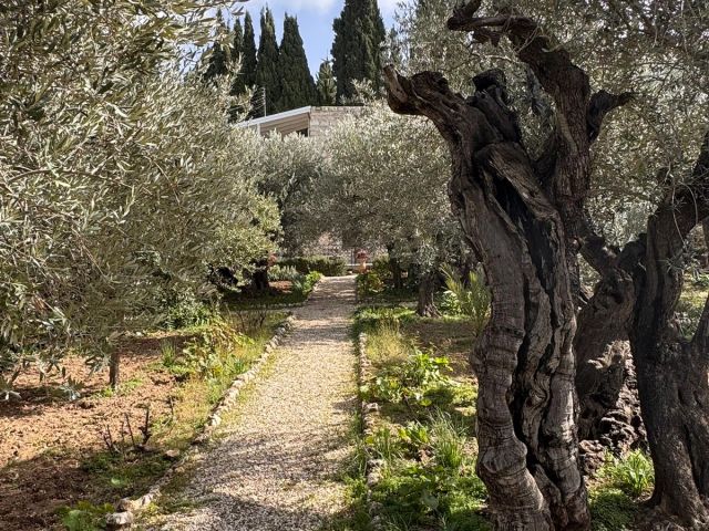 Mount of Olives and the Garden of Gethsemane