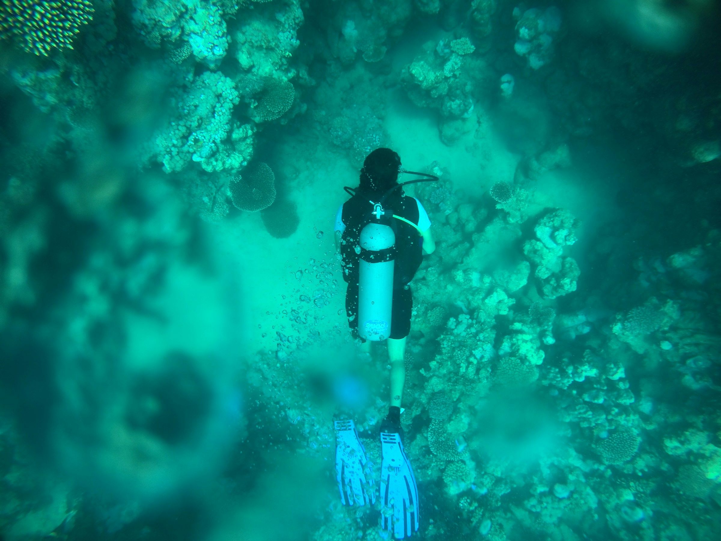 A diver over a coral reef in the Red Sea