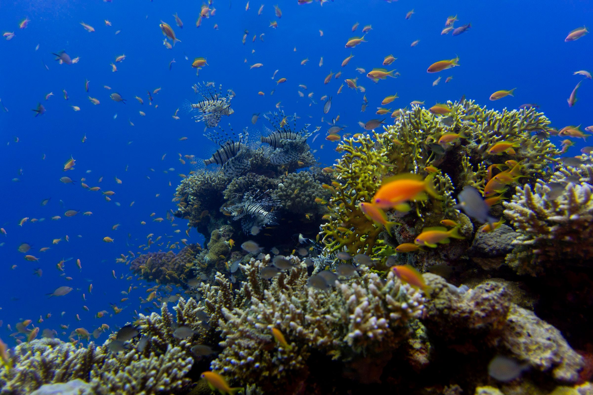 Orange fish over the corals at Hurghada