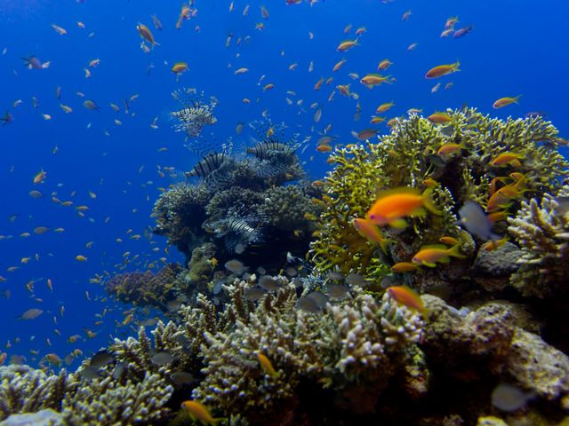 Orange fish over the corals at Hurghada