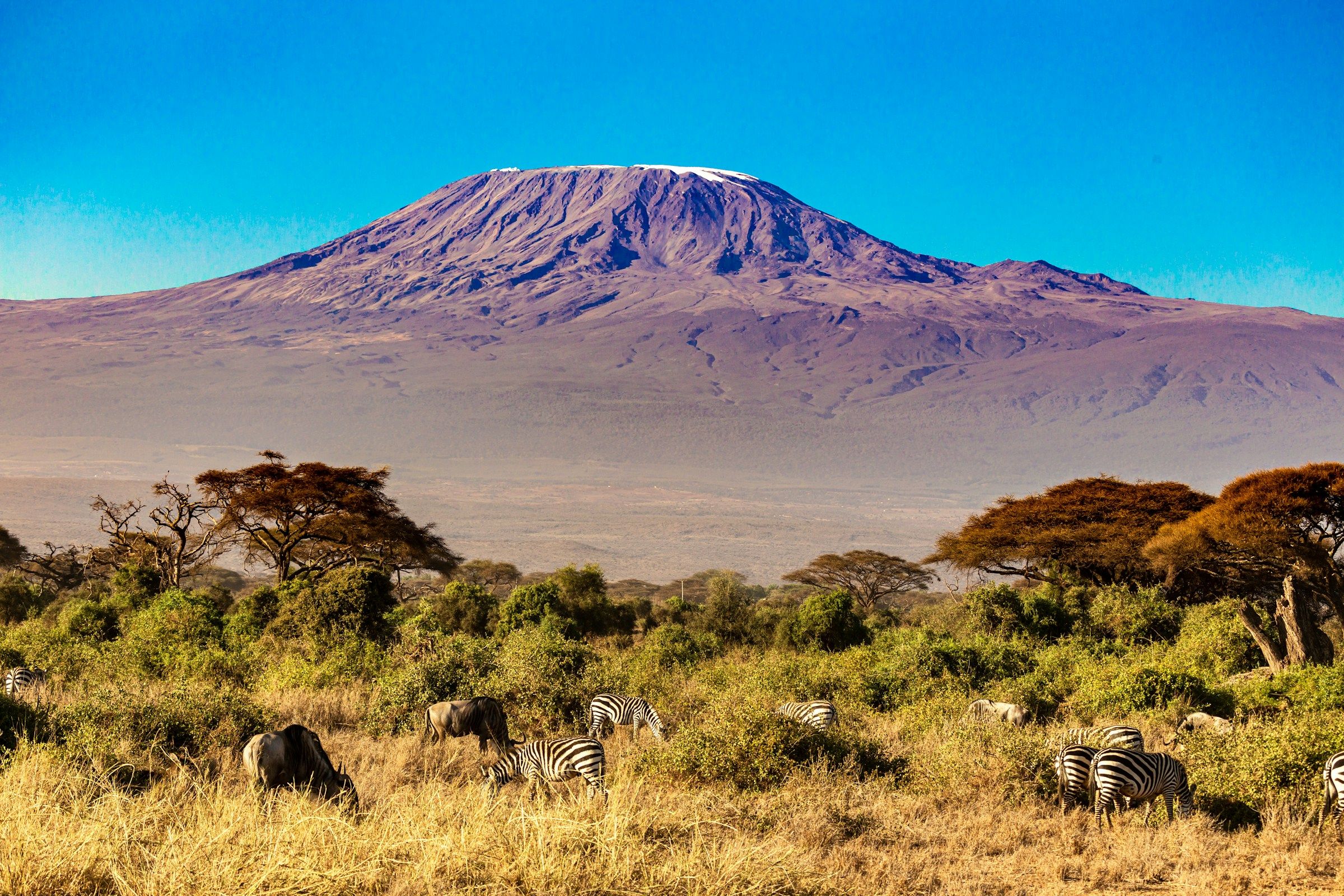 Mount Kilimanjaro seen from Amboseli, with zebras