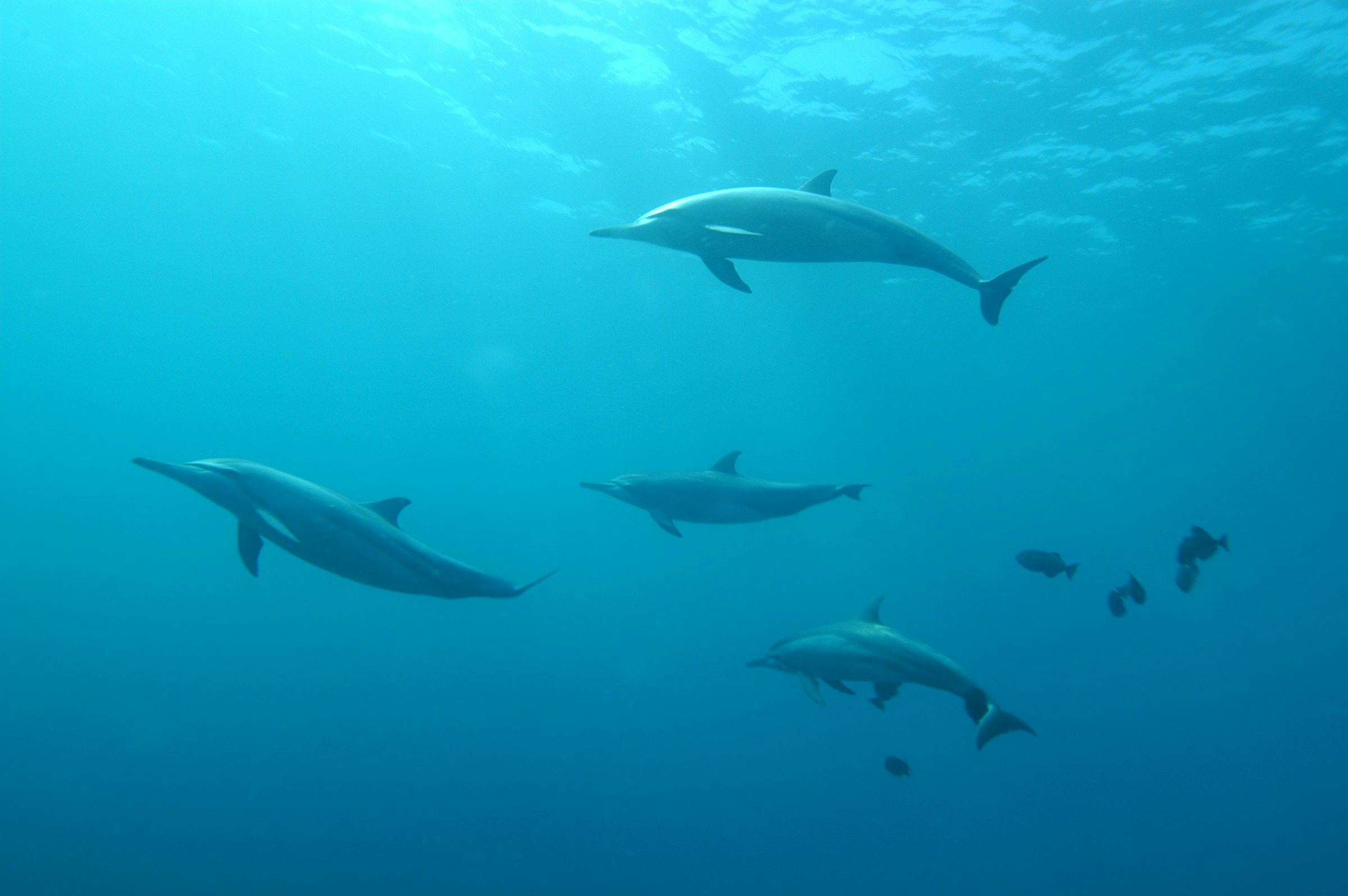 Dolphins swimming in open water