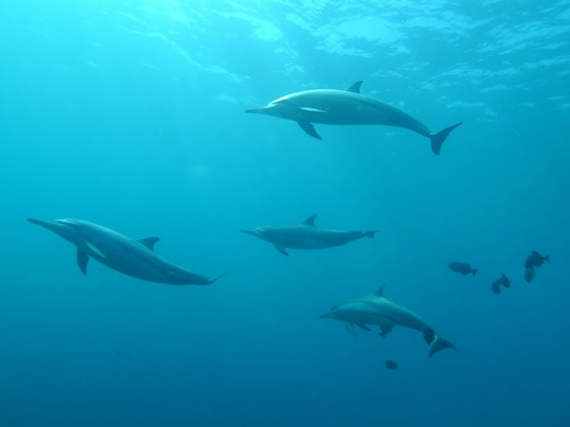 Dolphins swimming in open water