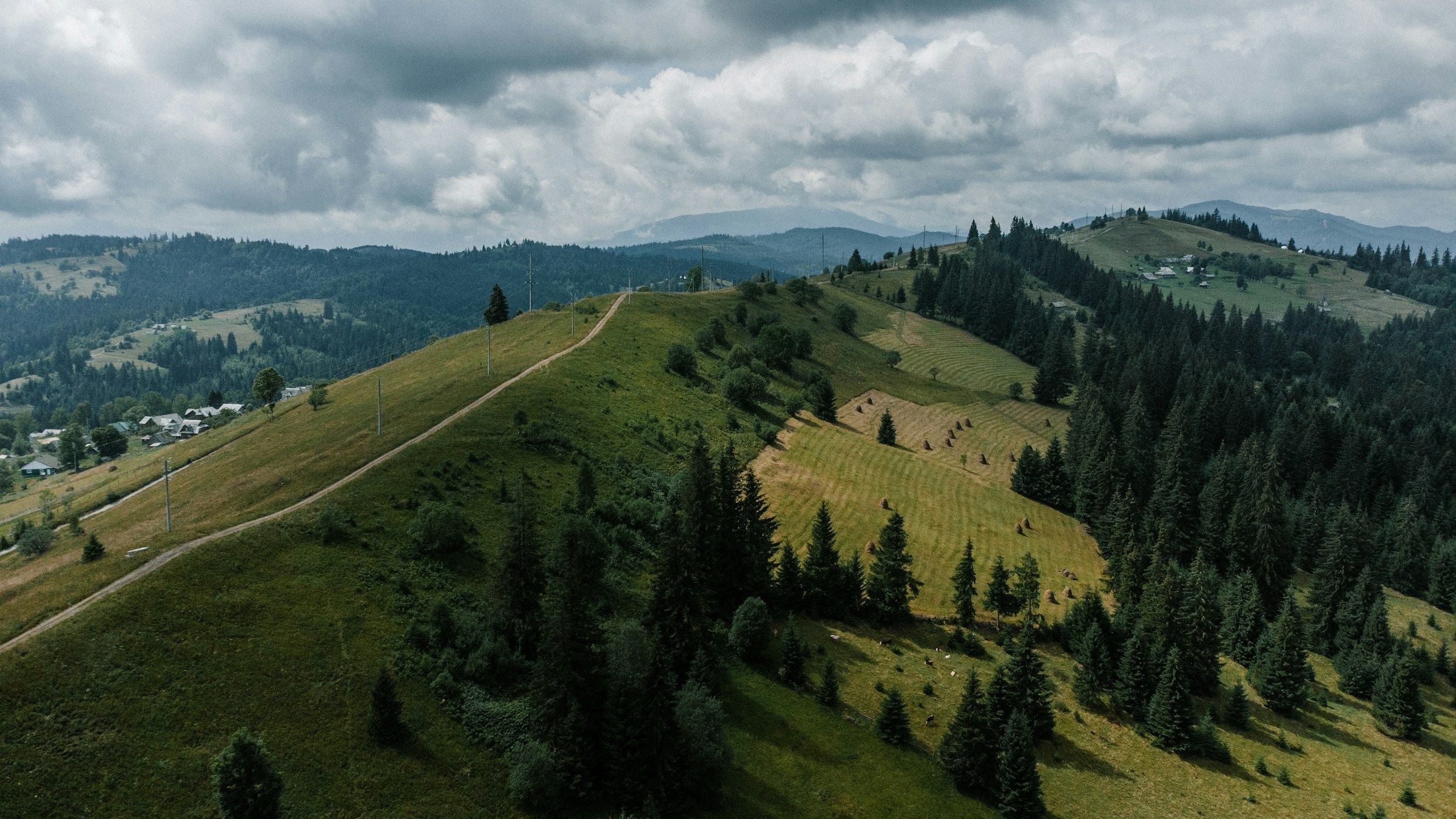 Meadows and fir forests in the Carpathian Mountains