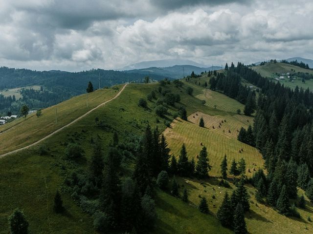 Meadows and fir forests in the Carpathian Mountains