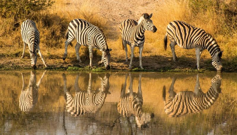 Zebre bând apă la apus în Parcul Național Kruger, Africa de Sud, cu reflexii în lac.