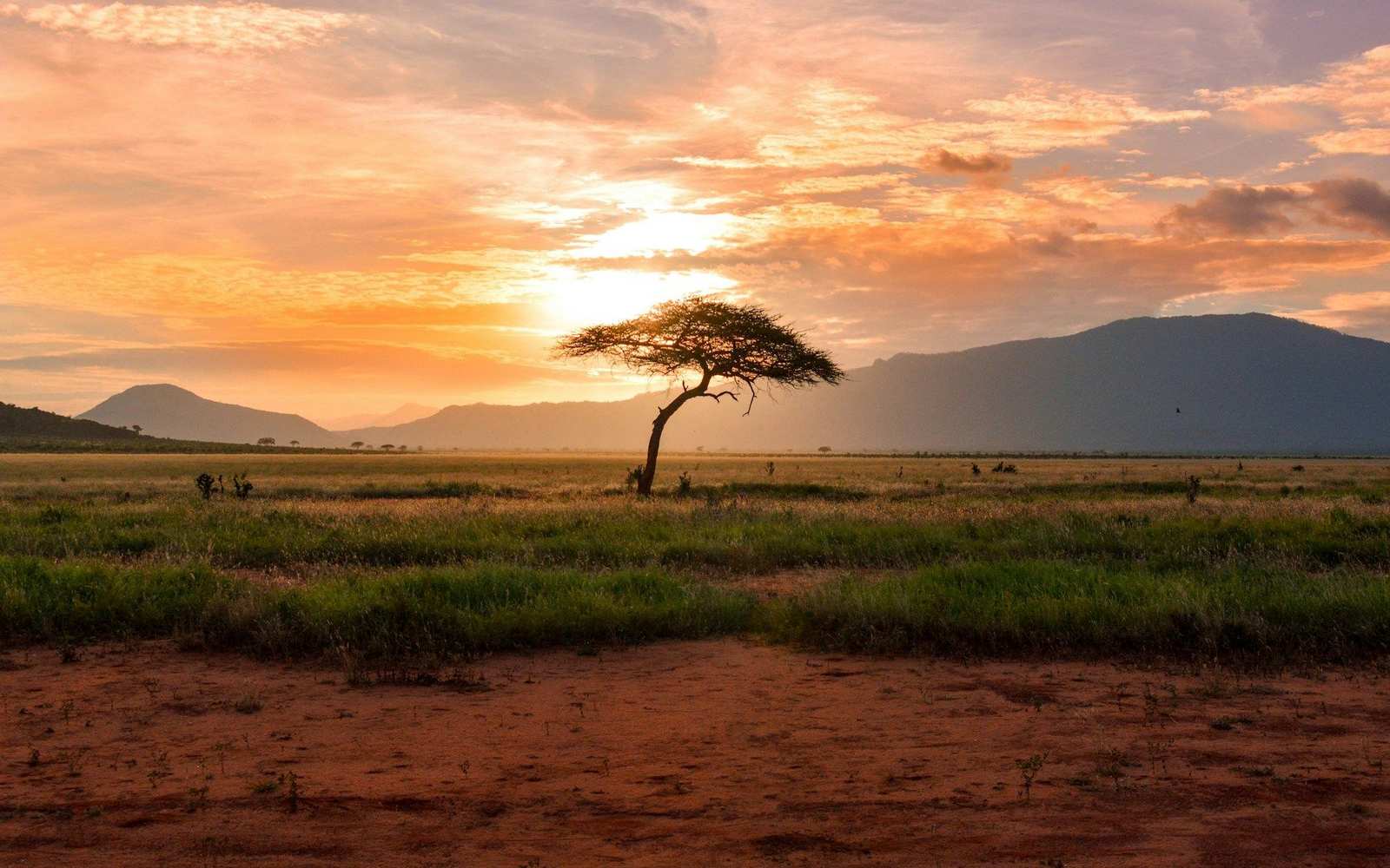 A lone acacia on the savanna at sunset