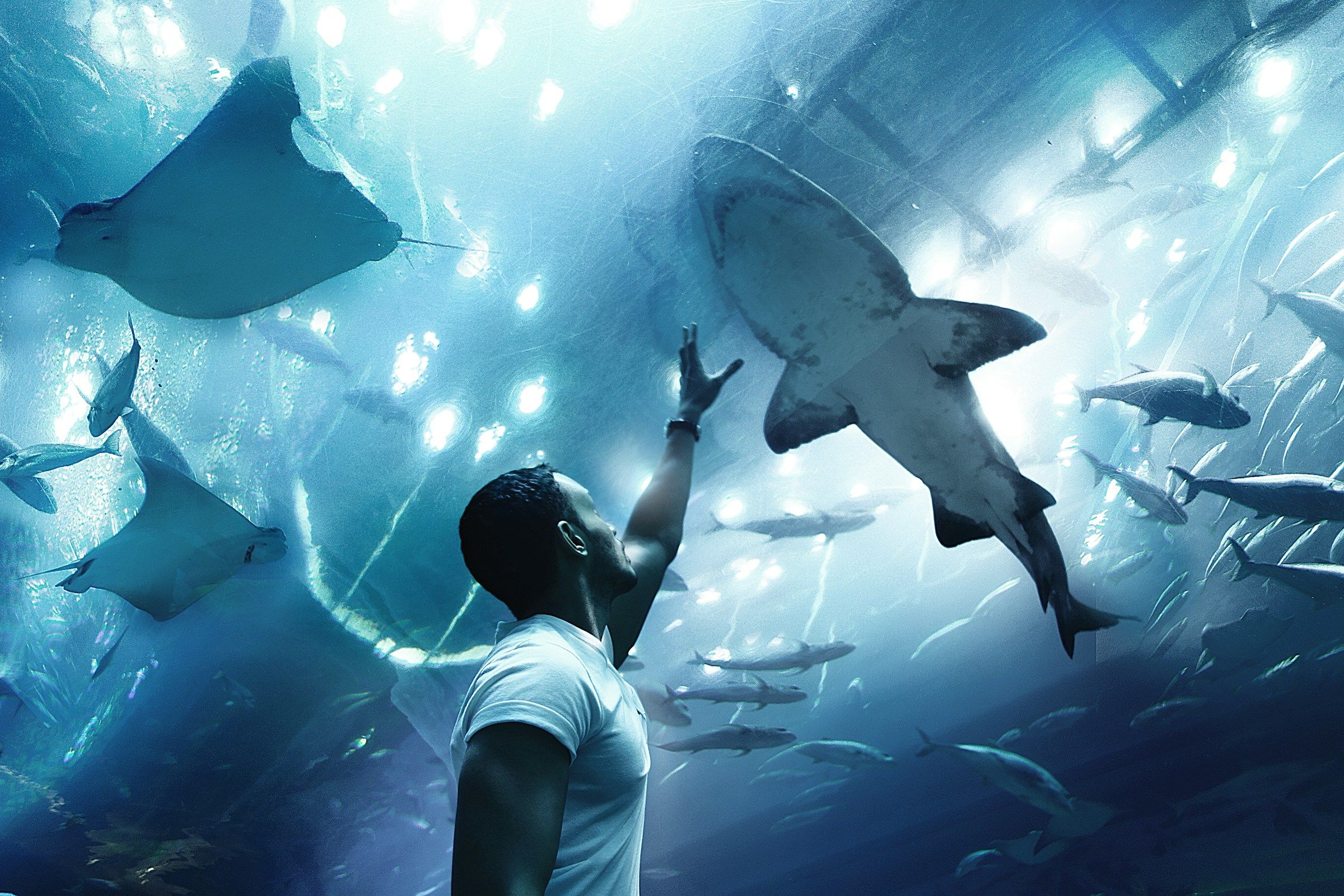 The tunnel of the Dubai Aquarium