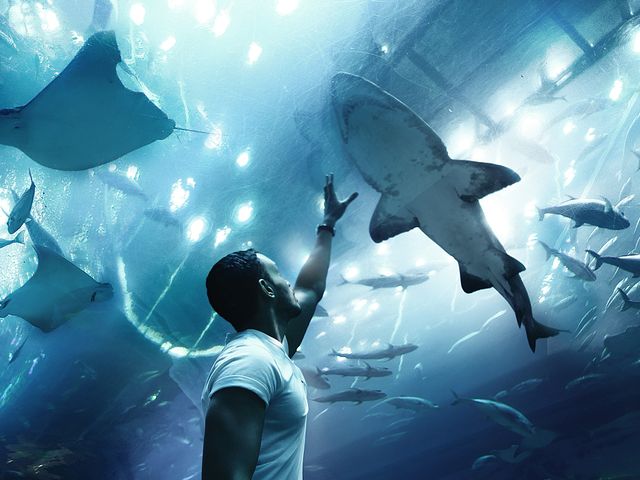 The tunnel of the Dubai Aquarium