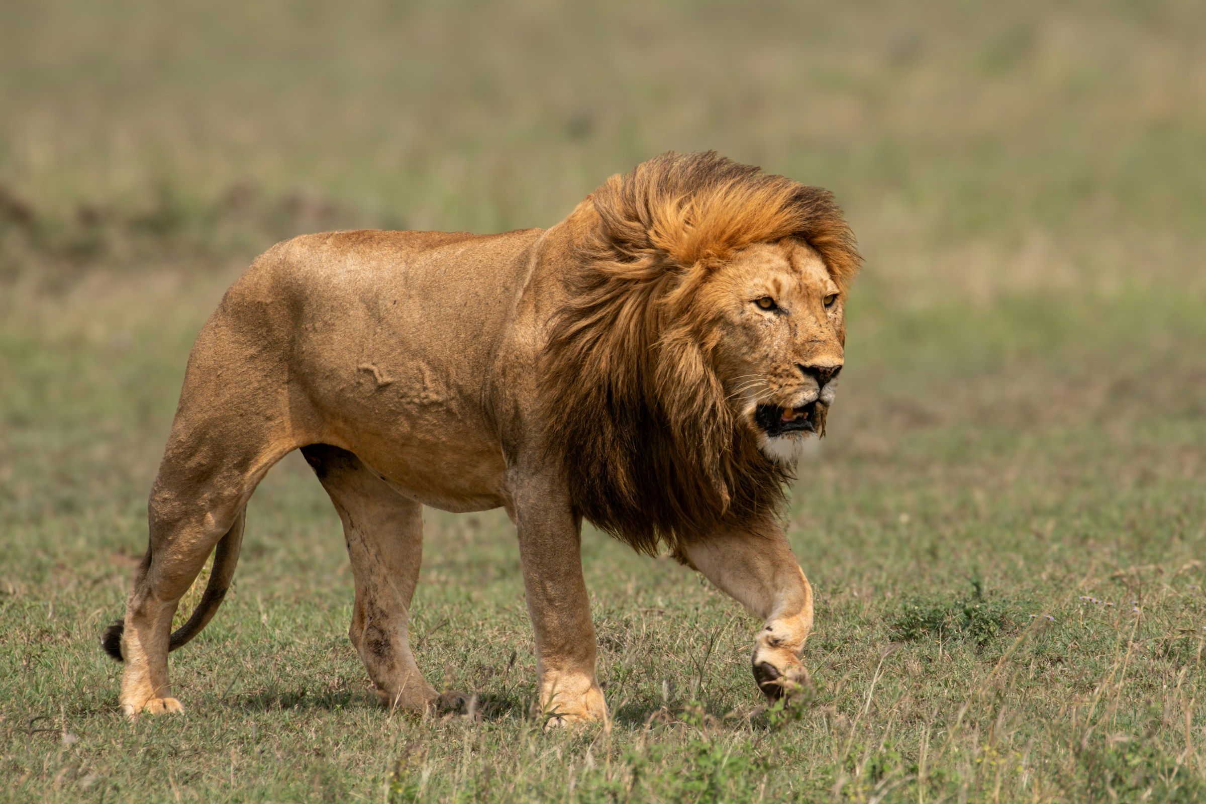 A lion walking across the savanna