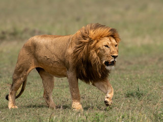 A lion walking across the savanna