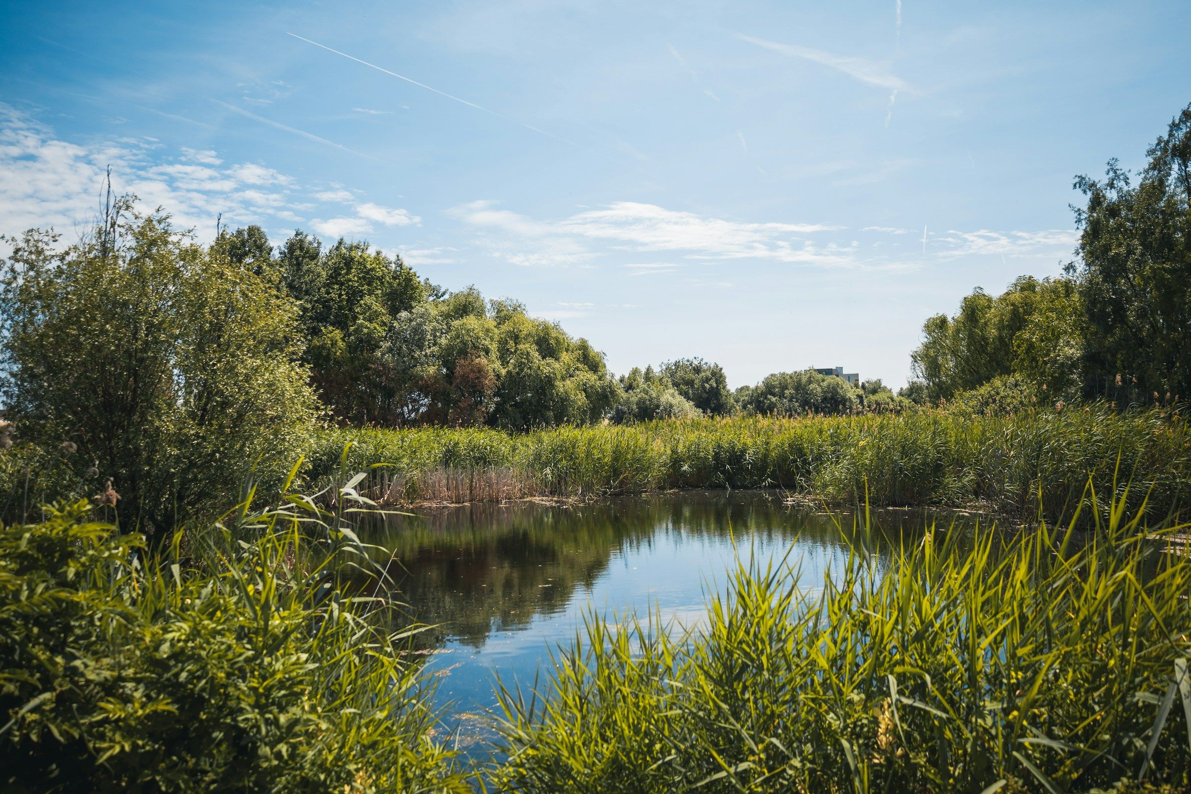 A lake and reeds in Văcărești Nature Park