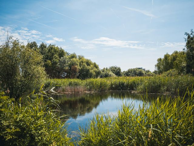 A lake and reeds in Văcărești Nature Park