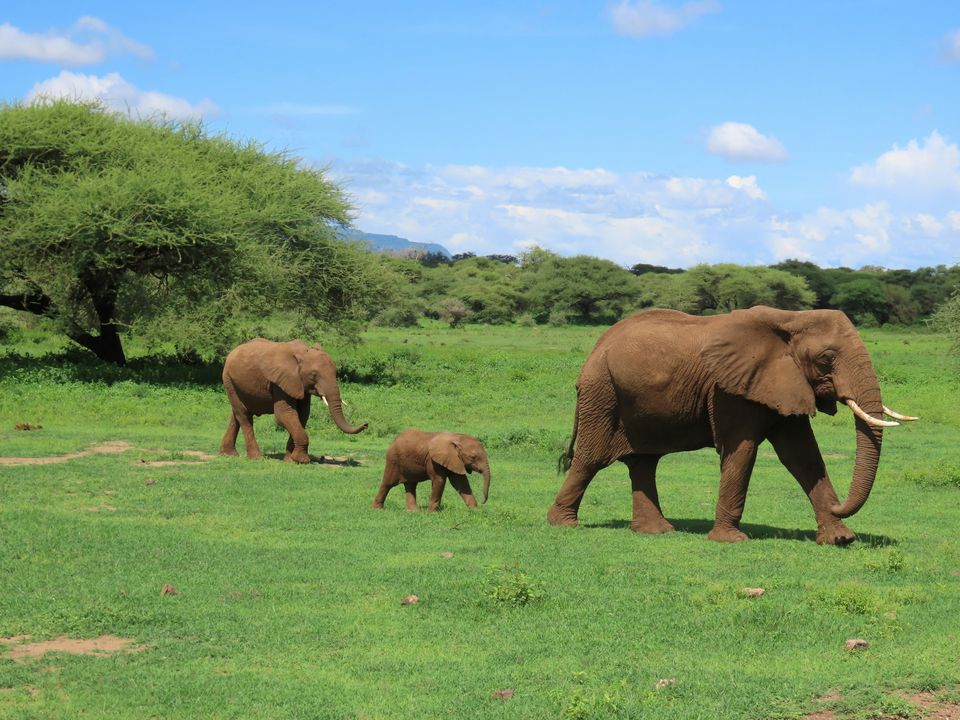 Elephants in Serengeti National Park