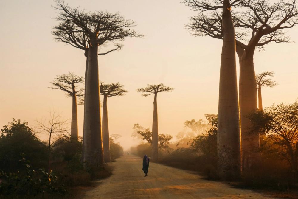 Aleea baobabilor din Morondava, Madagascar, la răsărit, cu o siluetă umană pe drum.