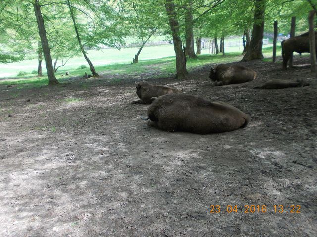 Bison at the Hațeg-Slivuț reserve
