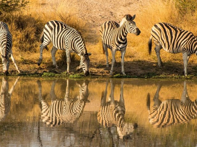 Kruger National Park, South Africa
