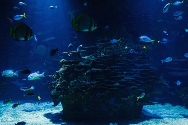Antalya Aquarium