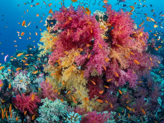 Colourful corals and fish on a Red Sea reef