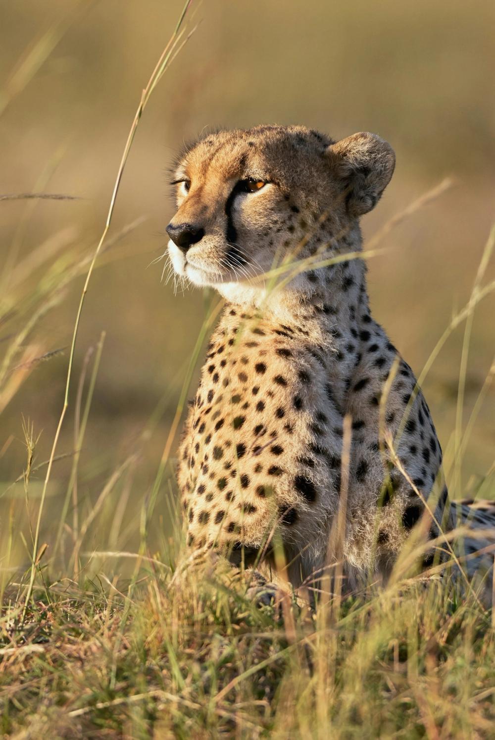 Ghepard stând în iarbă, privind în depărtare, surprins în habitatul său natural.