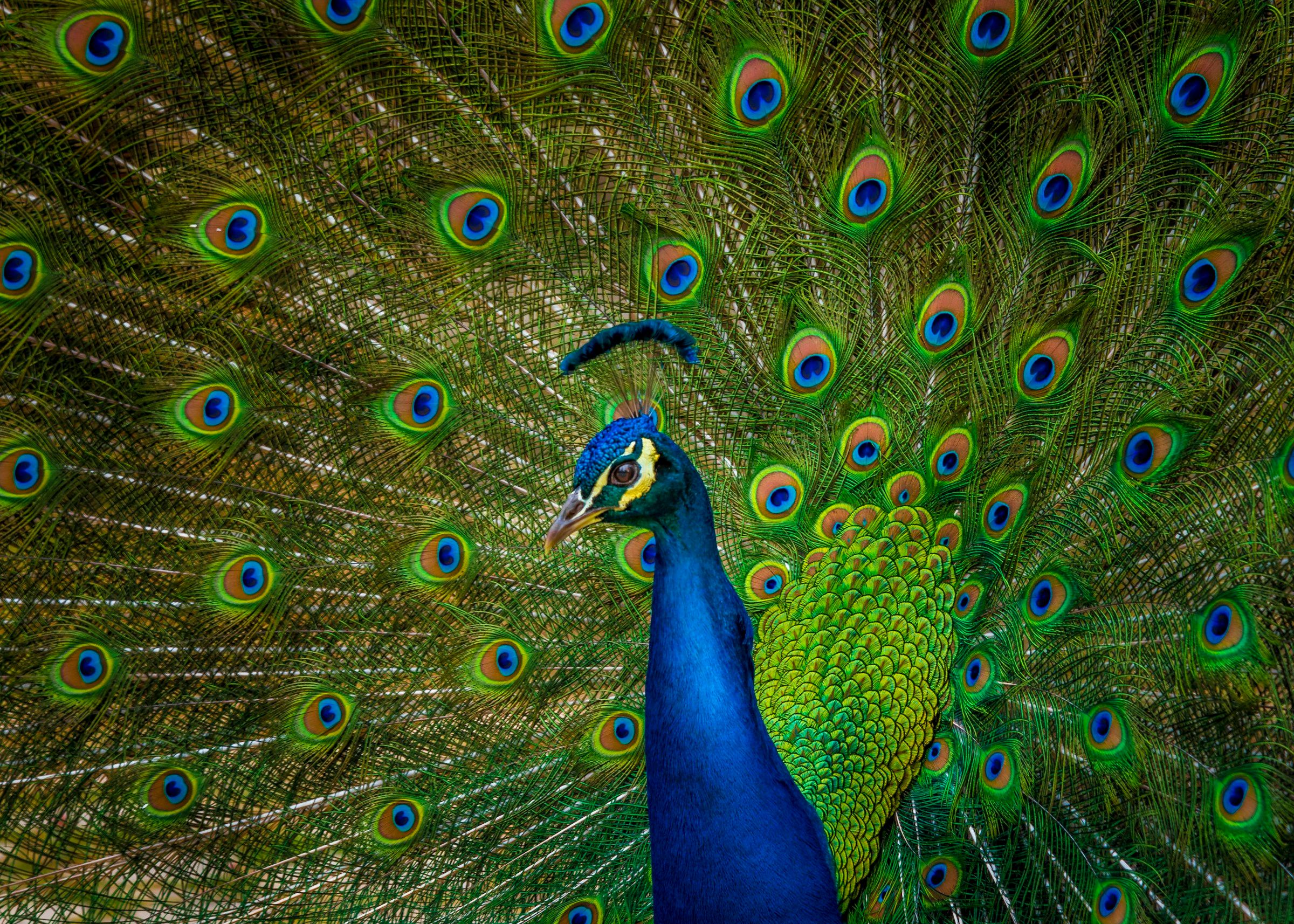 A peacock with its tail fanned