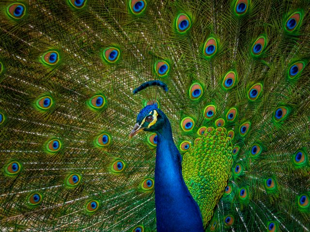 A peacock with its tail fanned